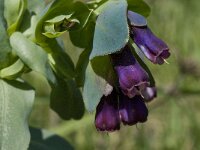 Cerinthe major 21, Saxifraga-Willem van Kruijsbergen