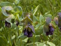 Cerinthe major 4, Saxifraga-Willem van Kruijsbergen