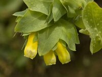 Cerinthe major 6, Saxifraga-Jan van der Straaten