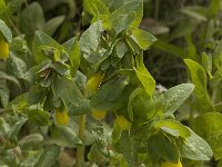 Cerinthe major 8, Saxifraga-Willem van Kruijsbergen