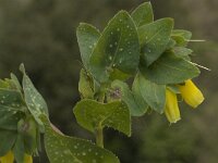 Cerinthe major 9, Saxifraga-Willem van Kruijsbergen