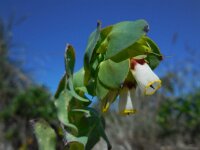 Cerinthe major ssp gymnandra 25, Saxifraga-Ed Stikvoort