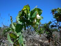 Cerinthe major ssp gymnandra 26, Saxifraga-Ed Stikvoort
