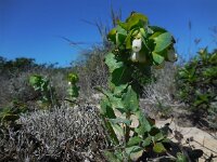 Cerinthe major ssp gymnandra 27, Saxifraga-Ed Stikvoort