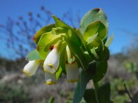Cerinthe major ssp gymnandra 28, Saxifraga-Ed Stikvoort