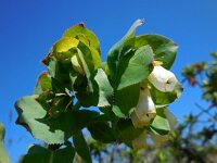 Cerinthe major ssp gymnandra 29, Saxifraga-Ed Stikvoort