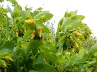 Cerinthe minor 13, Saxifraga-Ed Stikvoort