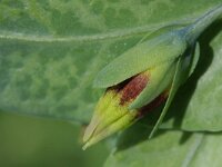 Cerinthe minor 2, Saxifraga-Rutger Barendse