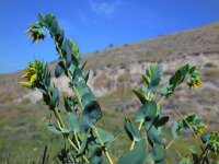 Cerinthe minor 5, Saxifraga-Ed Stikvoort