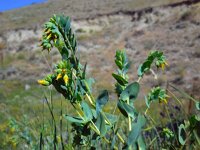 Cerinthe minor 6, Saxifraga-Ed Stikvoort