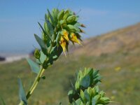 Cerinthe minor 7, Saxifraga-Ed Stikvoort