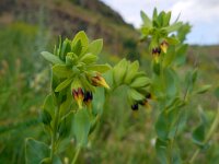 Cerinthe minor 8, Saxifraga-Ed Stikvoort
