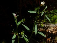 Chaenorhinum minus 10, Kleine leeuwenbek, Saxifraga-Ed Stikvoort
