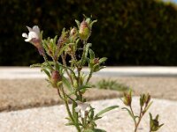 Chaenorhinum minus 13, Kleine leeuwenbek, Saxifraga-Ed Stikvoort