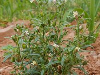 Chaenorhinum minus 16, Kleine leeuwenbek, Saxifraga-Ed Stikvoort