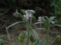 Chaenorhinum minus 2, Kleine leeuwenbek, Saxifraga-Rutger Barendse