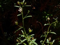 Chaenorhinum minus 8, Kleine leeuwenbek, Saxifraga-Ed Stikvoort