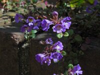 Chaenorhinum origanifolium 10, Marjoleinbekje, Saxifraga-Ed Stikvoort