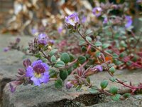 Chaenorhinum origanifolium 13, Marjoleinbekje, Saxifraga-Ed Stikvoort