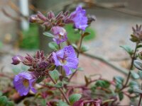 Chaenorhinum origanifolium 14, Marjoleinbekje, Saxifraga-Ed Stikvoort