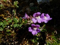 Chaenorhinum origanifolium 24, Marjoleinbekje, Saxifraga-Ed Stikvoort : Espinama - Fuente Dé - Regugio de Aliva s9900