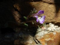 Chaenorhinum origanifolium 25, Marjoleinbekje, Saxifraga-Ed Stikvoort : Espinama en Potes s9900