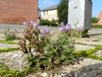 Chaenorhinum origanifolium 3, Marjoleinbekje, Saxifraga-Rutger Barendse