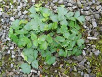 Chaenorhinum origanifolium 4, Marjoleinbekje, Saxifraga-Rutger Barendse