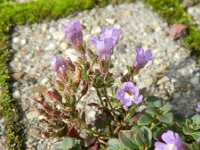Chaenorhinum origanifolium 9, Marjoleinbekje, Saxifraga-Rutger Barendse