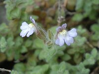Chaenorhinum villosum 2, Saxifraga-Jan van der Straaten