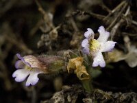 Chaenorhinum villosum 3, Saxifraga-Willem van Kruijsbergen