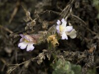 Chaenorhinum villosum 4, Saxifraga-Willem van Kruijsbergen