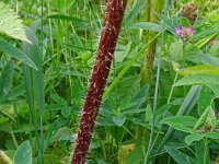 Chaerophyllum aromaticum 4, Saxifraga-Hans Grotenhuis