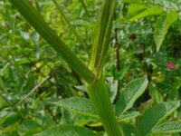Chaerophyllum aromaticum 6, Saxifraga-Hans Grotenhuis