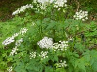 Chaerophyllum hirsutum 3, Saxifraga-Rutger Barendse