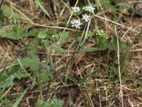 Chaerophyllum temulum 10, Dolle kervel, Saxifraga-Peter Meininger