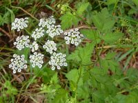 Chaerophyllum temulum 13, Dolle kervel, Saxifraga-Peter Meininger