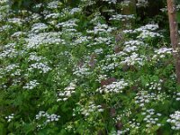 Chaerophyllum temulum 19, Dolle kervel, Saxifraga-Ed Stikvoort