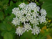 Chaerophyllum temulum 22, Dolle kervel, Saxifraga-Ed Stikvoort