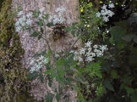 Chaerophyllum temulum 26, Dolle kervel, Saxifraga-Ed Stikvoort