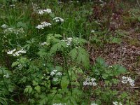 Chaerophyllum temulum 28, Dolle kervel, Saxifraga-Ed Stikvoort