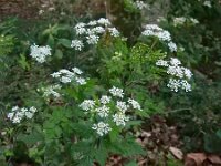 Chaerophyllum temulum 29, Dolle kervel, Saxifraga-Ed Stikvoort