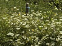 Chaerophyllum temulum 3, Dolle kervel, Saxifraga-Marijke Verhagen