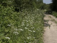 Chaerophyllum temulum 38, Dolle kervel, Saxifraga-Willem van Kruijsbergen