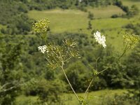 Chaerophyllum temulum 6, Dolle kervel, Saxifraga-Marijke Verhagen