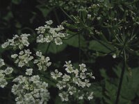 Chaerophyllum temulum 7, Dolle kervel, Saxifraga-Rutger Barendse