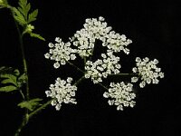 Chaerophyllum temulum 9, Dolle kervel, Saxifraga-Willem van Kruijsbergen