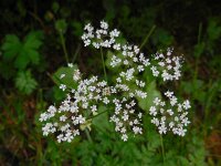 Chaerophyllum villarsii 3, Saxifraga-Ed Stikvoort