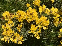 Chamaecytisus absinthioides 3, Saxifraga-Harry Jans  Chamaecytisus absinthioides