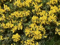 Chamaecytisus absinthioides 4, Saxifraga-Harry Jans  Chamaecytisus absinthioides